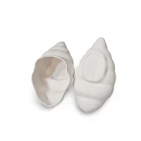 سرامیک خام و بدنه بیسکوییت صدف