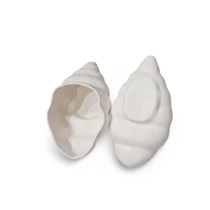 سرامیک خام و بدنه بیسکوییت صدف