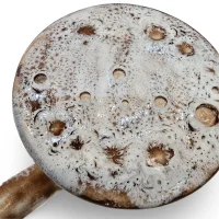 سرویس چای خوری سرامیکی آرس رنگ سال 2025