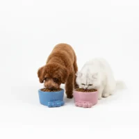 کاسه غذای سفالی سگ و گربه